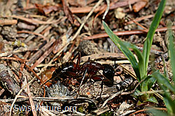 Foto: Braunschwarze Rossameise (Camponotus ligniperda)