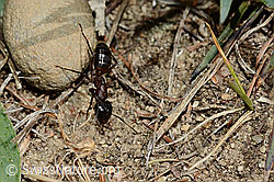 Foto: Braunschwarze Rossameise (Camponotus ligniperda)