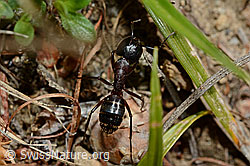 Foto: Braunschwarze Rossameise (Camponotus ligniperda)