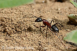 Foto: Braunschwarze Rossameise (Camponotus ligniperda)