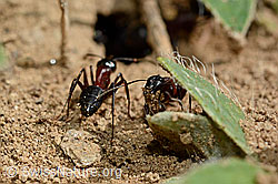 Foto: Braunschwarze Rossameisen (Camponotus ligniperda)