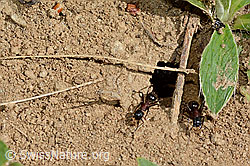 Foto: Braunschwarze Rossameisen (Camponotus ligniperda)