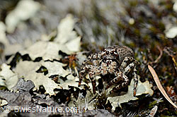 C161887: V-Fleck-Springspinne (Aelurillus v-insignitus)