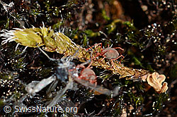 Foto: Raubmilbe (Phytoseiulus persimilis)