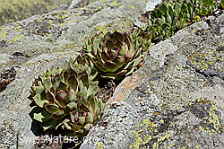 Echte Hauswurz (Sempervivum tectorum) (C161978)