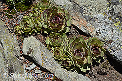 Echte Hauswurz (Sempervivum tectorum) (C161979)