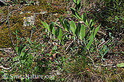 Echtes Salomonssiegel (Polygonatum odoratum) (C161990) Echtes Salomonssiegel (Polygonatum odoratum) (C161990)
