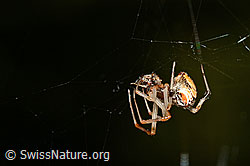 Spinne (C161994)