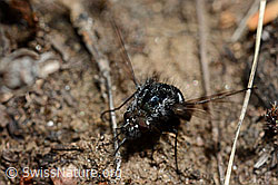 Schwarzer Wollschweber (Bombylius ater) (C162007) Schwarzer Wollschweber (Bombylius ater) (C162007)