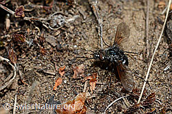 Schwarzer Wollschweber (Bombylius ater) (C162010) Schwarzer Wollschweber (Bombylius ater) (C162010)
