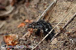 Schwarzer Wollschweber (Bombylius ater) (C162014) Schwarzer Wollschweber (Bombylius ater) (C162014)
