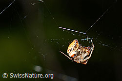 Spinne (C162026)