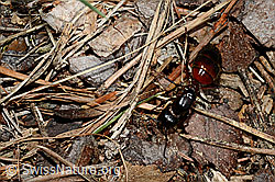 Foto: Rossameise (Camponotus cruentatus)