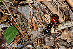 Foto: Rossameise (Camponotus cruentatus)