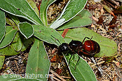 Foto: Rossameise (Camponotus cruentatus)