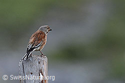 Foto: Schneesperling (Montifringilla nivalis)