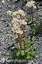 Alpen-Pestwurz (Petasites paradoxus) (C162411) Alpen-Pestwurz (Petasites paradoxus) (C162411)