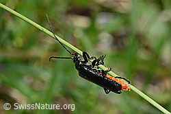 Foto: Schwarzer Sumpf-Weichkäfer (Cantharis paludosa)