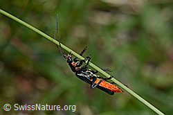 Foto: Schwarzer Sumpf-Weichkäfer (Cantharis paludosa)