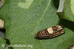 Huflattich-Wickler (Epiblema sticticana) (C162468) Huflattich-Wickler (Epiblema sticticana) (C162468)