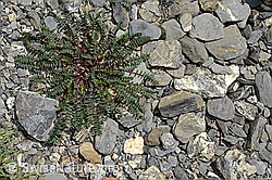 Berg-Spitzkiel (Oxytropis jacquinii) (05.2020, C162481)