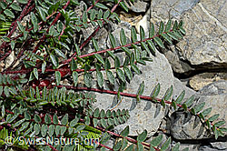 Berg-Spitzkiel (Oxytropis jacquinii) (05.2020, C162482)
