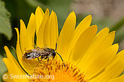 Foto: Wald-Schmalbiene (Lasioglossum fratellum) auf Grossköpfiger Gämswurz (Doronicum grandiflorum)