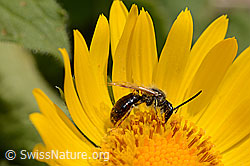 Foto: Wald-Schmalbiene (Lasioglossum fratellum) auf Grossköpfiger Gämswurz (Doronicum grandiflorum)