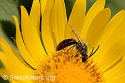 Foto: Wald-Schmalbiene (Lasioglossum fratellum) auf Grossköpfiger Gämswurz (Doronicum grandiflorum)
