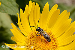 Wald-Schmalbiene (Lasioglossum fratellum) auf Grossköpfiger Gämswurz (Doronicum grandiflorum) (05.2020, C162501)