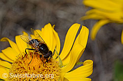 Mittlere Keilfleckschwebfliege (Eristalis interrupta) auf Grossköpfiger Gämswurz (Doronicum grandiflorum) (05.2020, C162512)