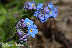 Alpen-Vergissmeinnicht (Myosotis alpestris) (05.2020, C162513)