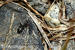 Foto: Ameise (Tapinoma erraticum)