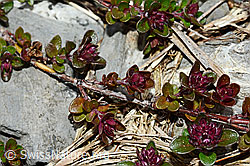 Vielhaariger Thymian (Thymus polytrichus) (C162526) Vielhaariger Thymian (Thymus polytrichus) (C162526)