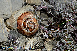 Gefleckte Schnirkelschnecke (Arianta arbustorum) (05.2020, C162553)