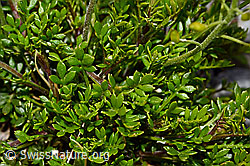 Alpen-Gämskresse (Pritzelago alpina) (C162579) Alpen-Gämskresse (Pritzelago alpina) (C162579)