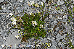 Alpen-Gämskresse (Pritzelago alpina) (C162580) Alpen-Gämskresse (Pritzelago alpina) (C162580)