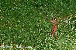 Foto: Rehkitz (Capreolus capreolus)