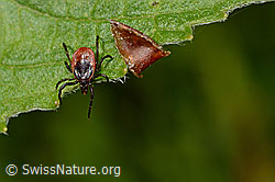 Foto: Zecke oder Gemeiner Holzbock (Ixodes ricinus)