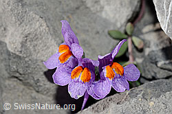Alpen-Leinkraut (Linaria alpina) (C165754) Alpen-Leinkraut (Linaria alpina) (C165754)
