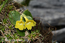 Flühblümchen (Primula auricula) (23.06.2020, C165759)