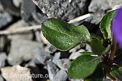 Foto: Mont Cenis-Stiefmütterchen (Viola cenisia)