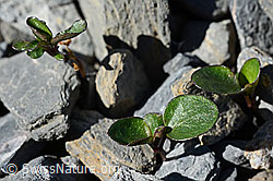 Foto: Mont Cenis-Stiefmütterchen (Viola cenisia)