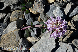 Foto: Kriechendes Täschelkraut (Thlaspi rotundifolium)