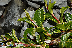 Stumpfblättrige Weide (Salix retusa) (C165778)