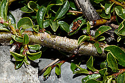 Stumpfblättrige Weide (Salix retusa) (C165779)