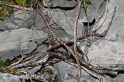 Stumpfblättrige Weide (Salix retusa) (C165788)