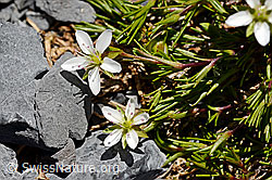 Foto: Frühlings-Miere (Minuartia verna)