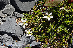 Foto: Frühlings-Miere (Minuartia verna)