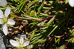 Foto: Frühlings-Miere (Minuartia verna)